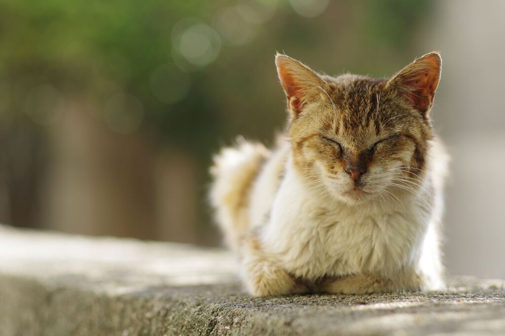 相島の猫 1