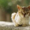 相島の猫 1