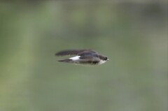 イワツバメ３２