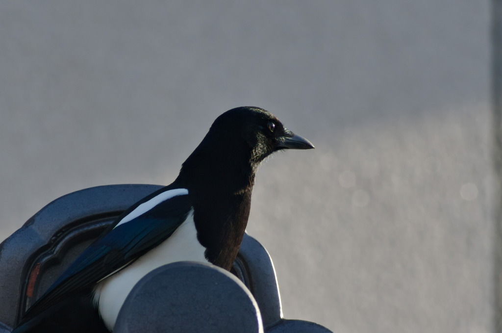 お目目キラリン。