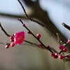 紅梅　蔵出し
