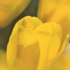 イエローチューリップ 1