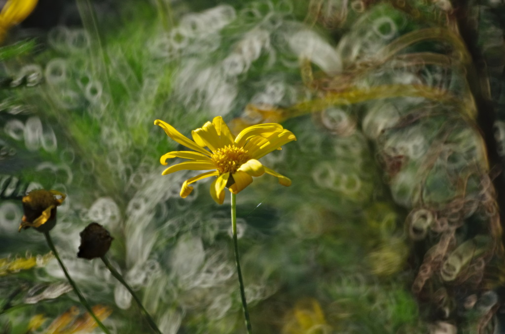黄花