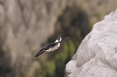 イワツバメ４７