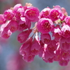 寒緋桜 1