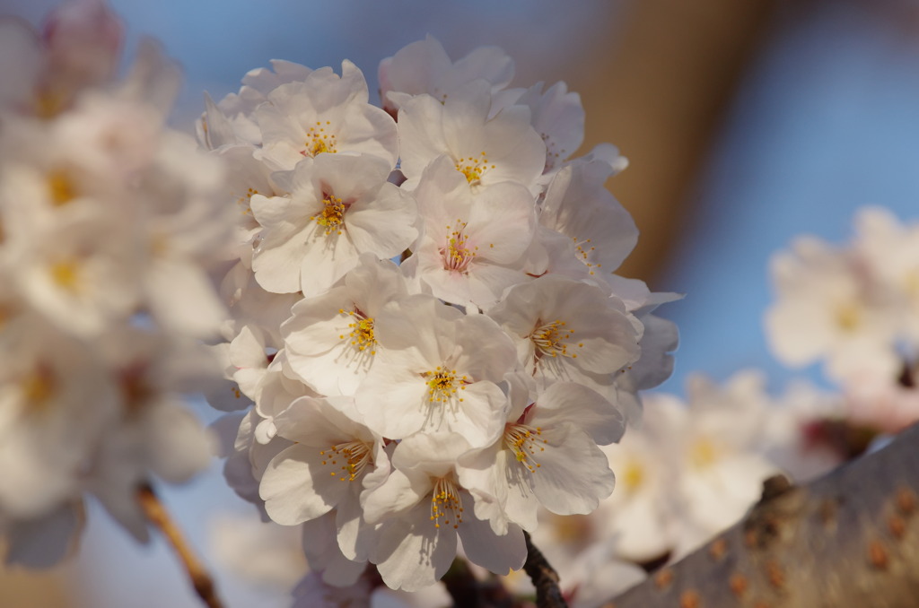 桜