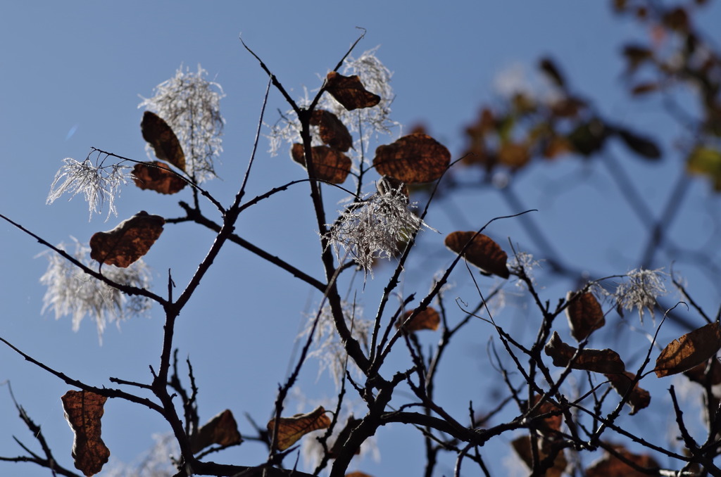 スモークツリー