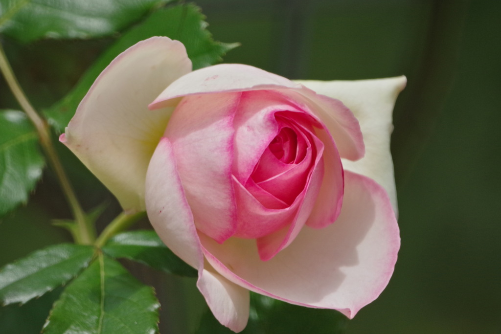 薔薇　ピエールドゥロンサール