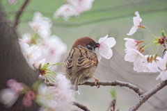 悪戯っ子