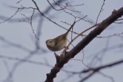 ウグイス