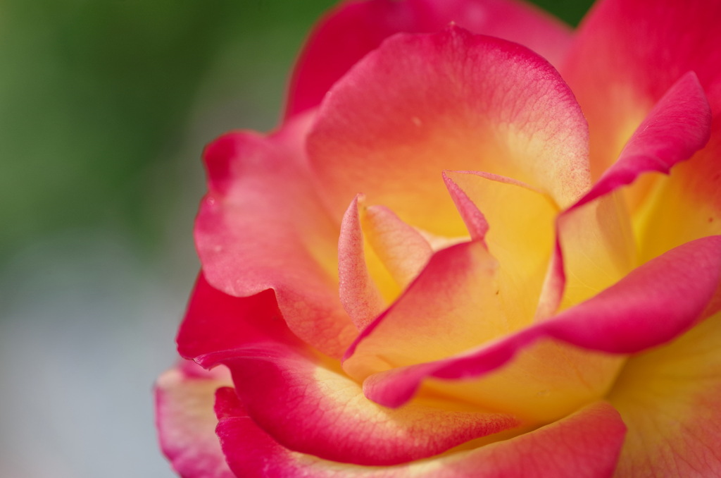 冬の薔薇