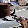 相島の猫３