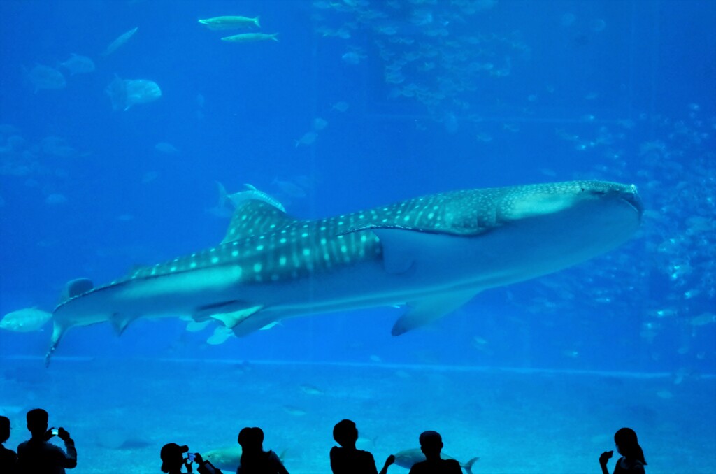 美ら海水族館