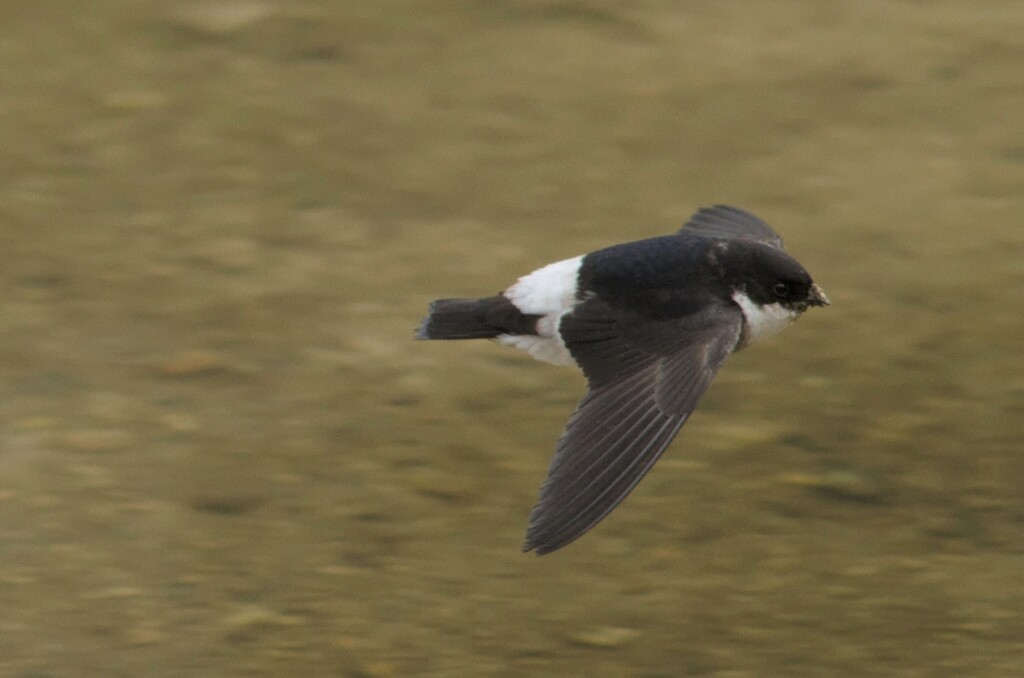 イワツバメ１５