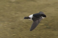 イワツバメ１５