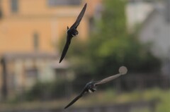 イワツバメ３０