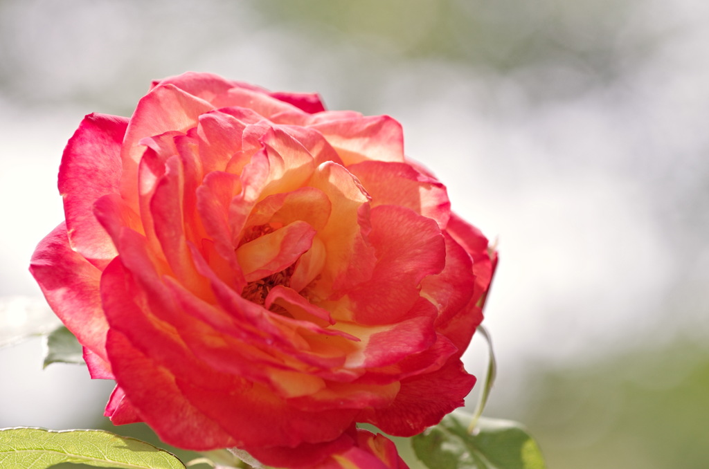 薔薇　シャコック