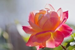 薔薇　エル