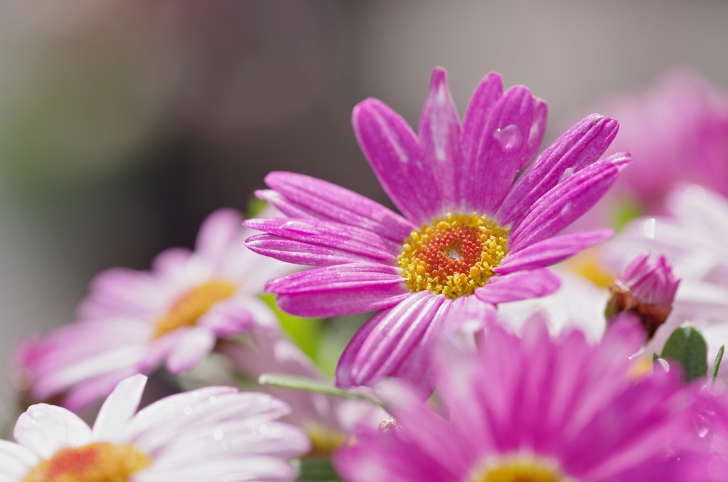 マーガレットローリー