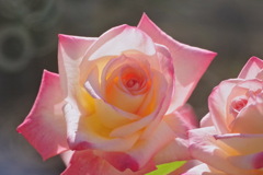 薔薇　エレガントレディ