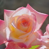 薔薇　エレガントレディ