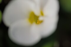 しべ２