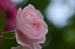 薔薇