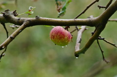 セイヨウリンゴ(ケントの花)