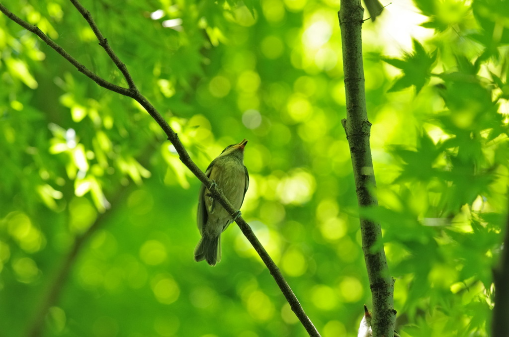 グリングリーン