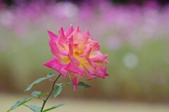 薔薇　エル