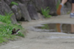 いわつばめ１１４
