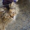相島の猫５