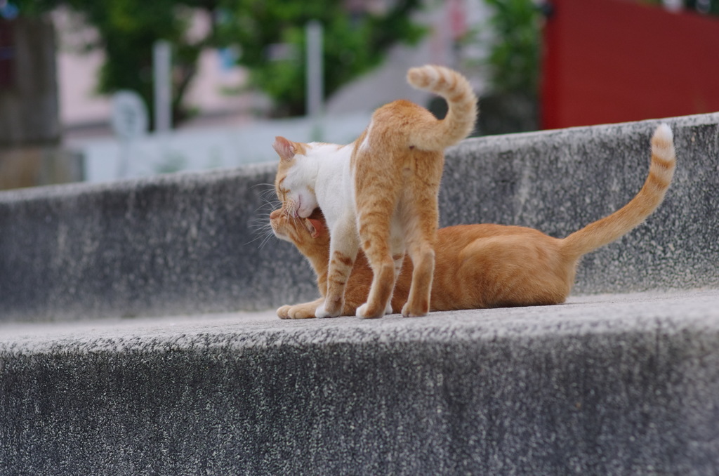 うみねこ
