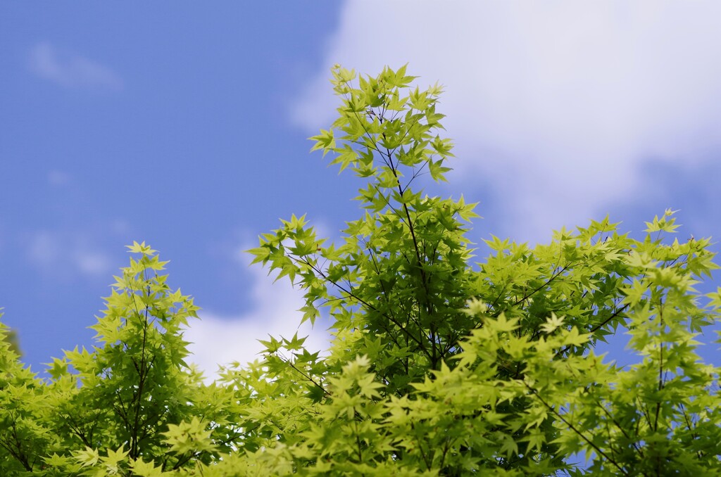 春の空