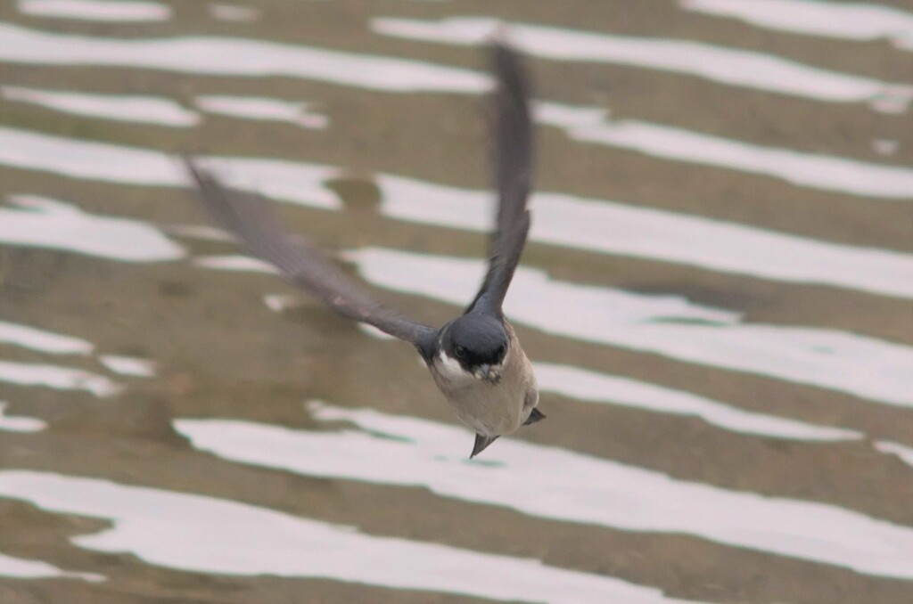 イワツバメ４８