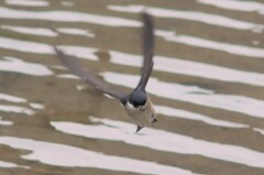 イワツバメ４８