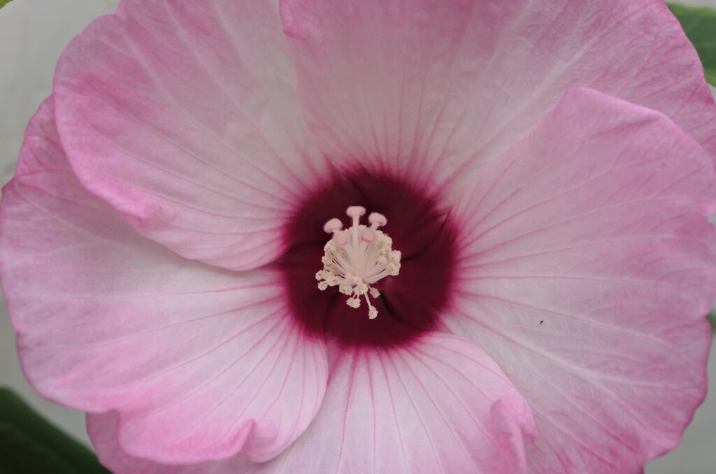 日の丸構図。 アメリカフヨウですケド、、。