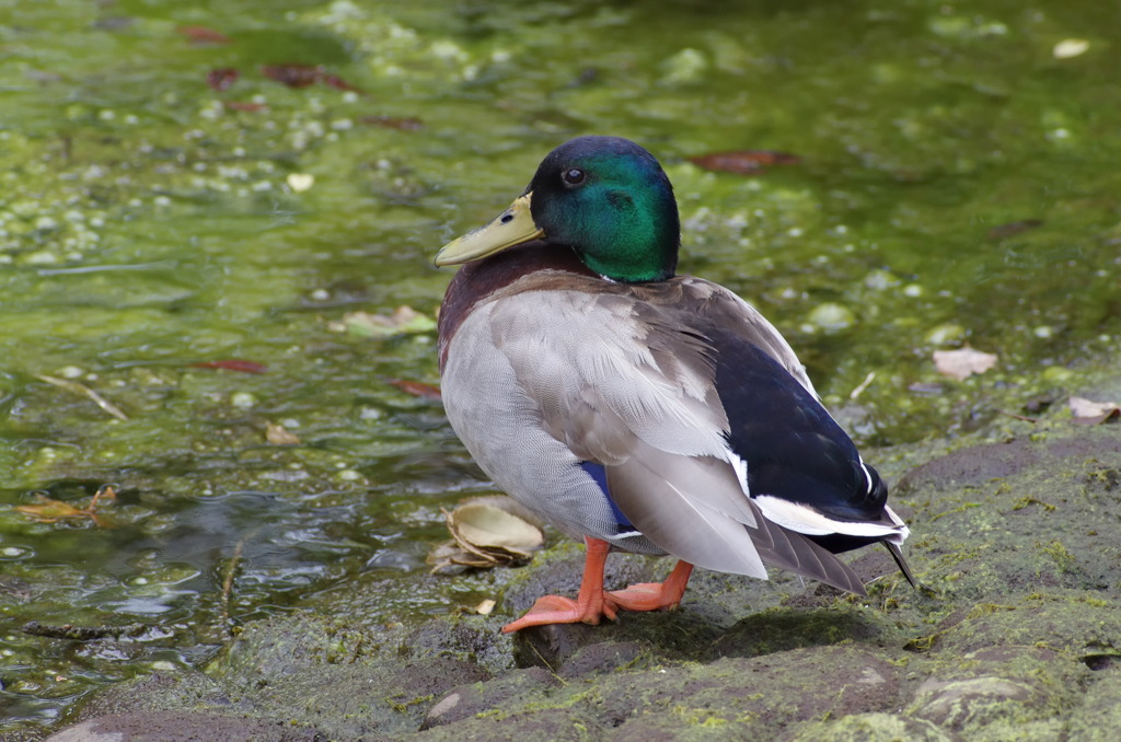 いつもいるカモ