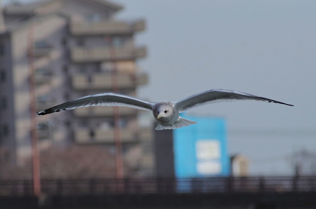 セグロカモメ