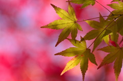 紅葉