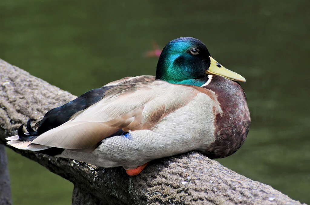 眠いのカモ