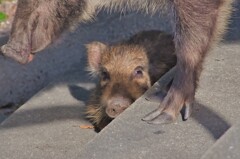 眠いウリボウ