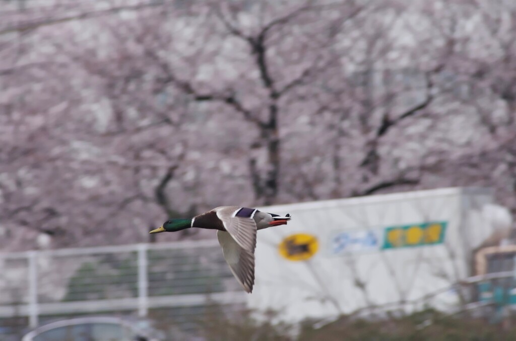 カモとサクラとクロネコ