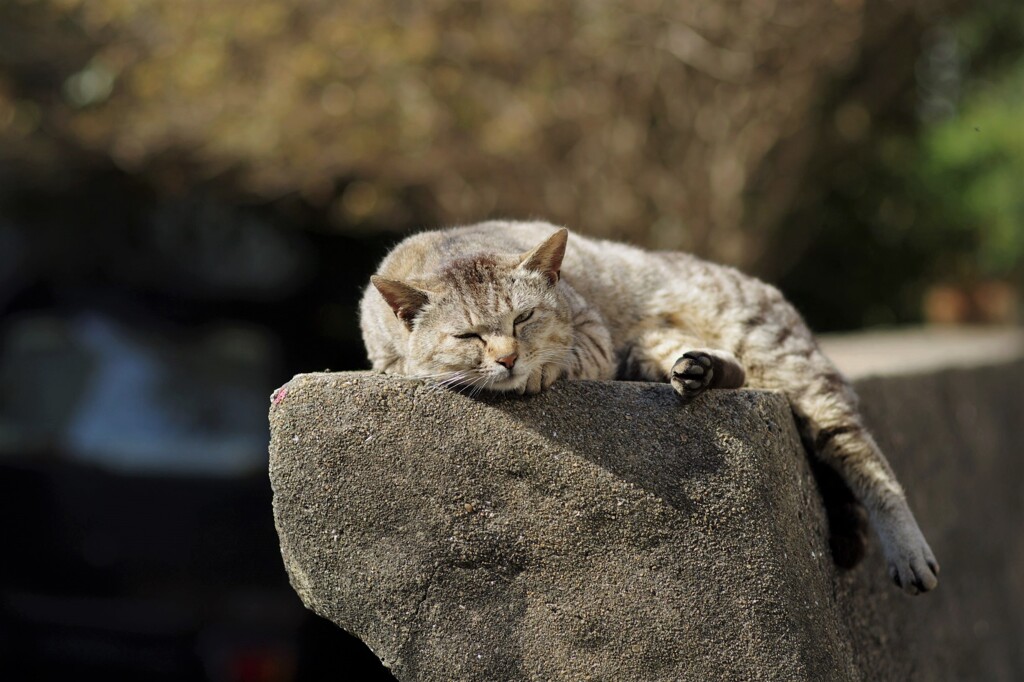 相島の猫7