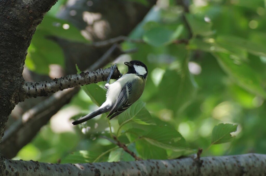 シジュウカラ