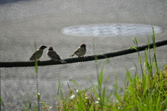 ぐるぐるぼけ
