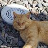 相島の猫４
