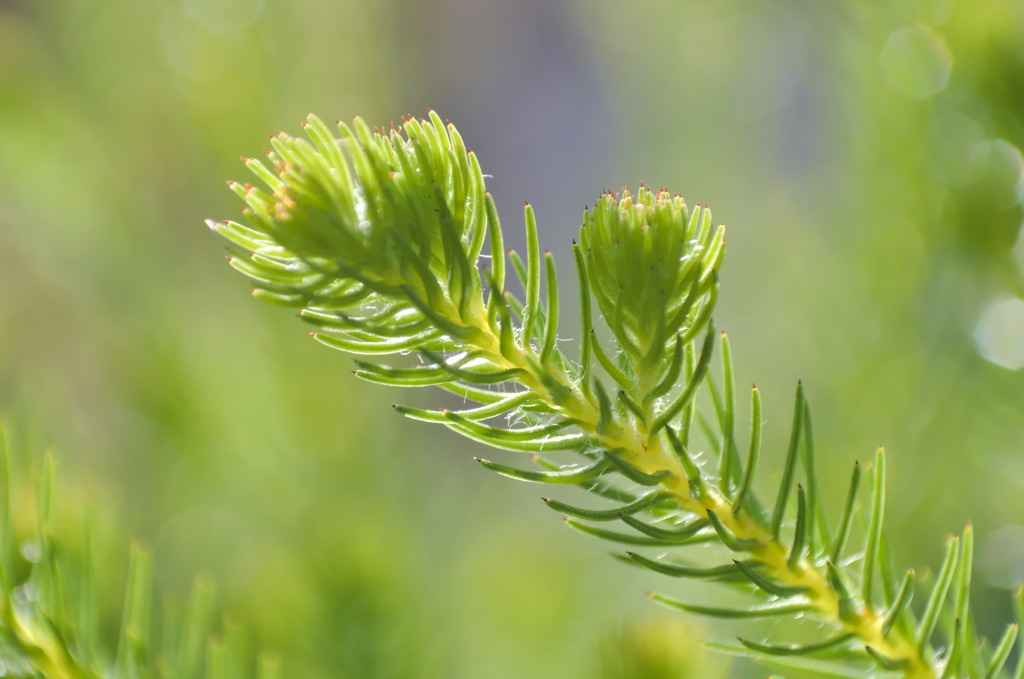 緑の植物