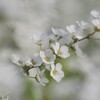 ユキヤナギ