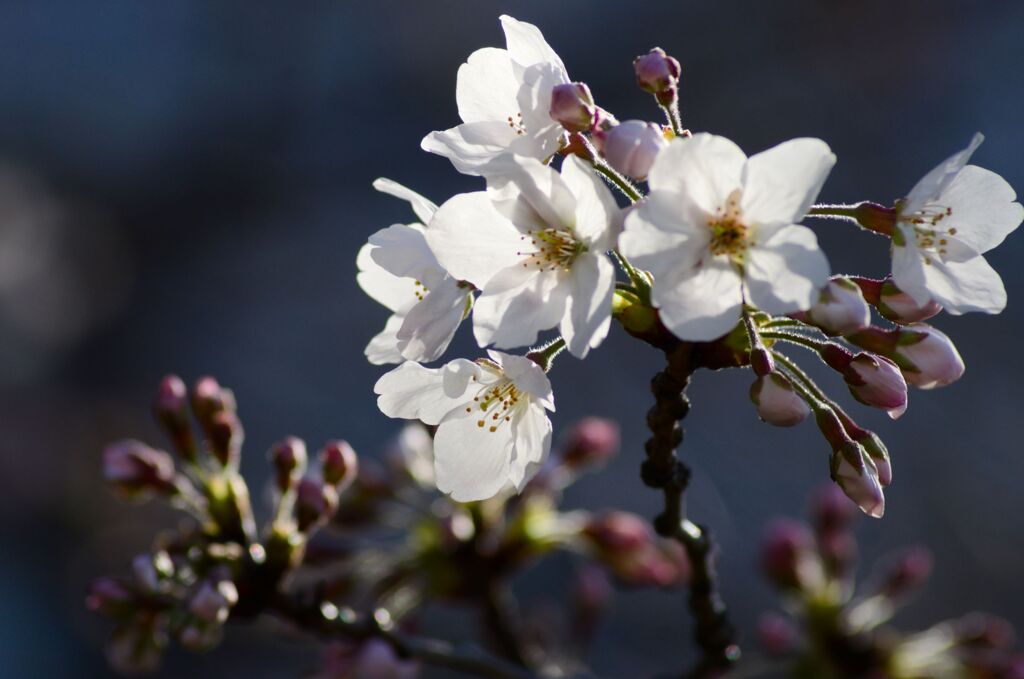 桜5